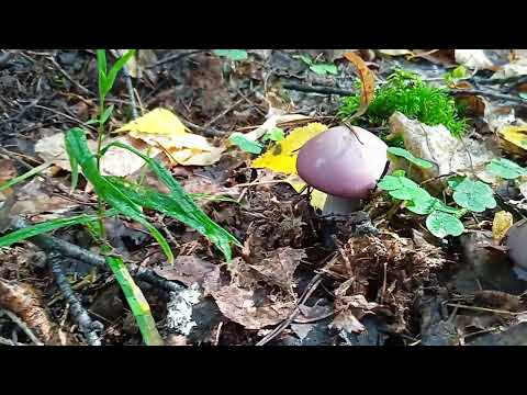 Видео: 2024-08-30 - Лисички рыжие и черные