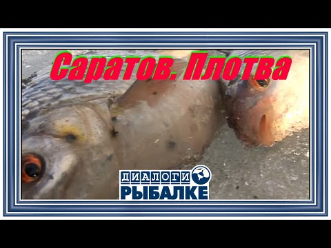 Видео: Диалоги о рыбалке - 013/ Саратов. Плотва!