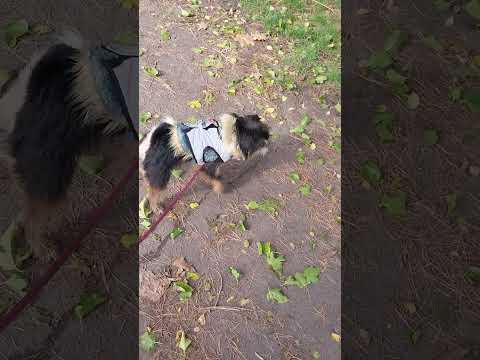 Видео: 22 октября 2025..гуляем в парке