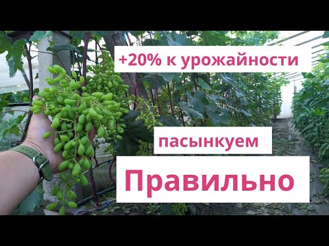 Видео: Пасынкуем правильно! +20% к урожайности 🍇