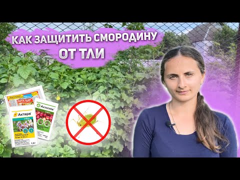 Видео: 🌿 Как Бороться с Галловой Тлей на Красной Смородине | Инсектициды от Галловой Тли !