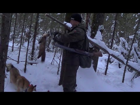 Видео: Охота на Куницу капканами. Сезон 22\23.