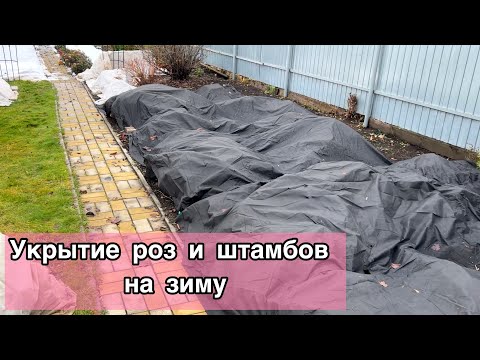 Видео: Укрытие роз и штамбов на зиму. В этом году розы на весну не заказываю!