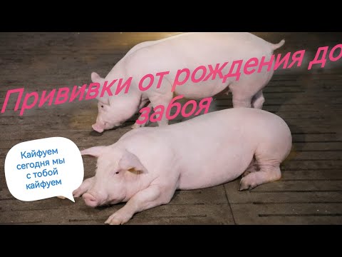 Видео: ‼️Технология выращивание свиней 🐖‼️График прививок от рождения до забоя‼️