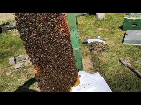 Видео: Отводки в Великоруських ульях