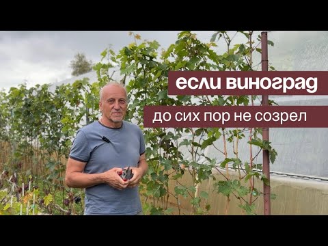 Видео: Если виноград не созрел 