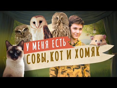Видео: Как подружились совы, кот и хомяк? Мой питомец