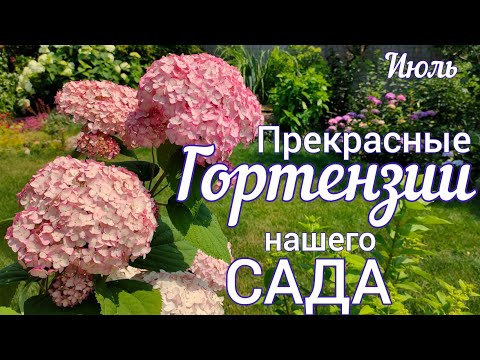 Видео: Прогулка-обзор САДА. Гортензии древовидные, крупнолистные ЦВЕТЕНИЕ 9 июля . Обзор СОРТОВ .