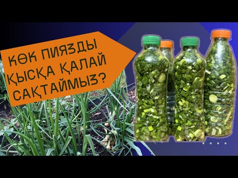 Видео: ЛУК НА ЗИМУ. Көк пиязды қалай сақтау қажет. Қысқа дайындық.
