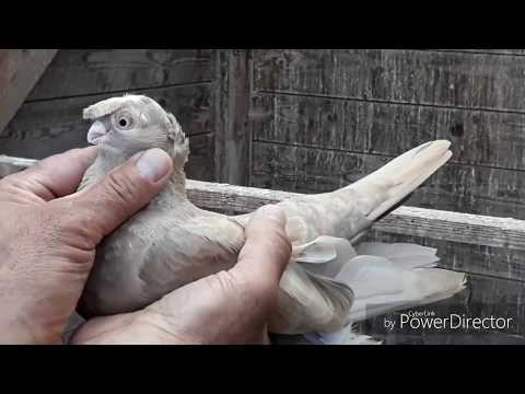 Видео: Голубеводы Германии 3/Tauben Taubenzüchter Deutschland's.Uzbek Pigeons