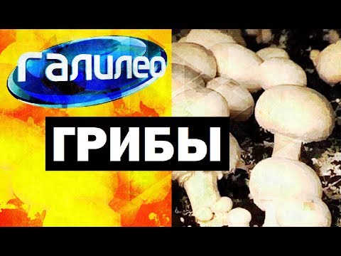 Видео: Галилео. Грибы 🍄 Mushrooms