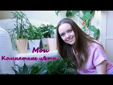 Видео: Мои комнатные растения