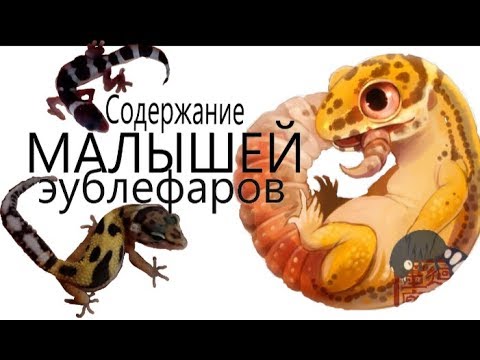 Видео: Содержание МАЛЫШЕЙ пятнистых ЭУБЛЕФАРОВ