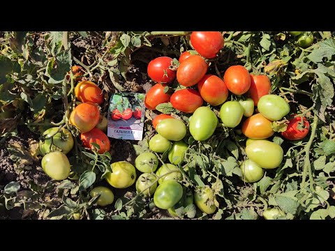 Видео: Ранні гібриди томатів Єсенія F1 та Галілея F1#сумщина#tomato#урожай#помідори#раннісорти#гібридиF1