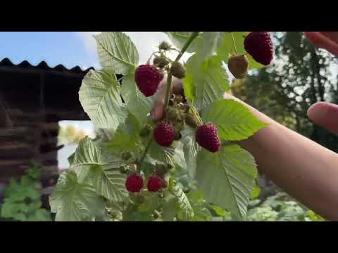 Видео: МАЛИНА ГИГАНТ МОСКОВСКИЙ.ЯГОДЫ ДО ПОЗДНЕЙ ОСЕНИ