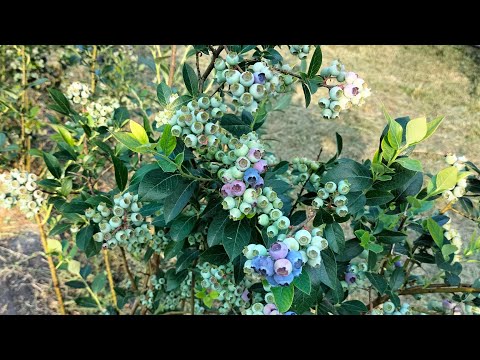 Видео: Лохина 2025: дозріли Дюк, Спартан і река