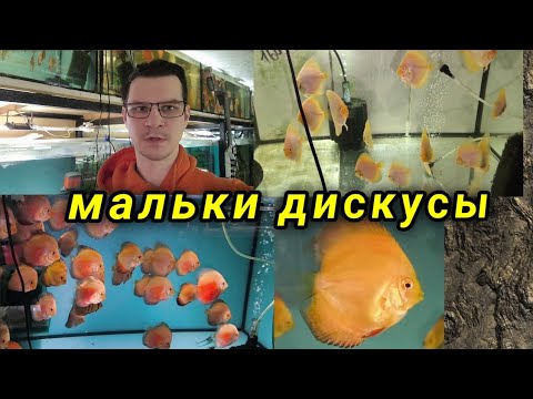 Видео: Дискусиные новости мальков