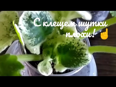 Видео: Фиалка🌺 ОСТОРОЖНО!!! С клещем шутки плохи! ☝