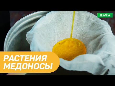 Видео: Какие медоносы посадить на пасеке? Растения Медоносы для хорошего урожая меда.