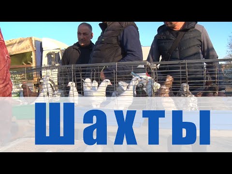 Видео: Птичий рынок. Шахты. [07.04.2024]