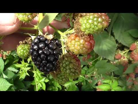 Видео: Ежевика сорт Арапахо 2019 год