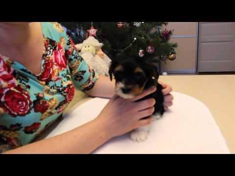 Видео: Как подклеить щенку ушки. Уход за собакой. Бивер. Видео  питомника Шоу Кураж г. Самара