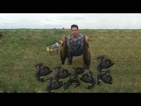 Видео: Змееголов, открытие сезона 2019