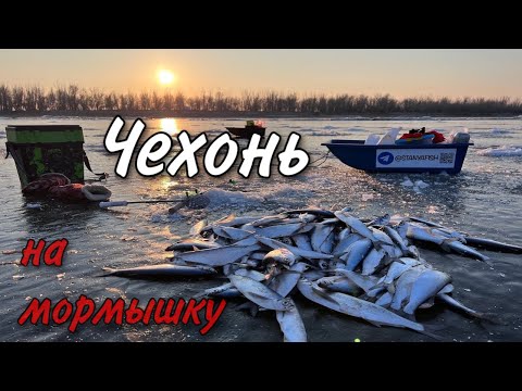 Видео: Ловля ЧЕХОНИ ЗИМОЙ.Тоненькая лесочка, маленькая мормышка и  72шт с одной лунки. НЕ РЫБАЛКА, а СКАЗКА