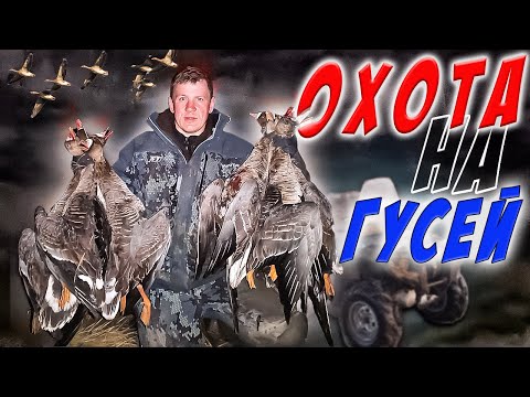 Видео: охота на гуся    !!!(архив 2021)