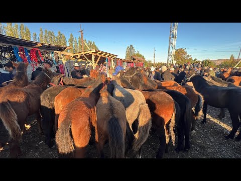 Видео: ТАЙ БАЗАР НООКАТ / 20-Октябрь 2024 Жыл @Aalamkabar97