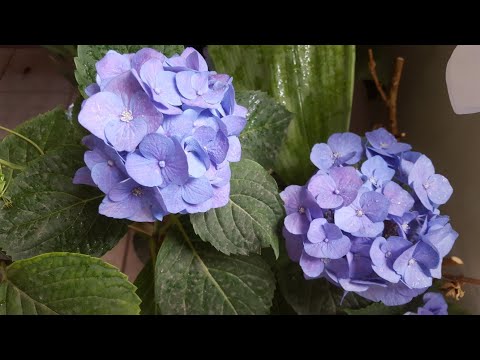 Видео: Гортензия(Hydrangea)в горшке-уход и содержание 😊
