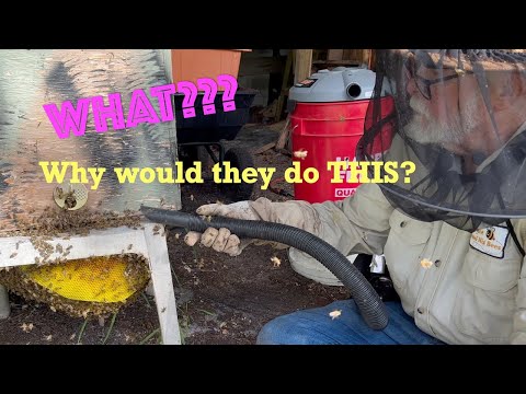 Видео: Роящиеся пчелы