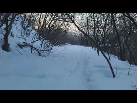 Видео: Цена зенка глазами заводчика