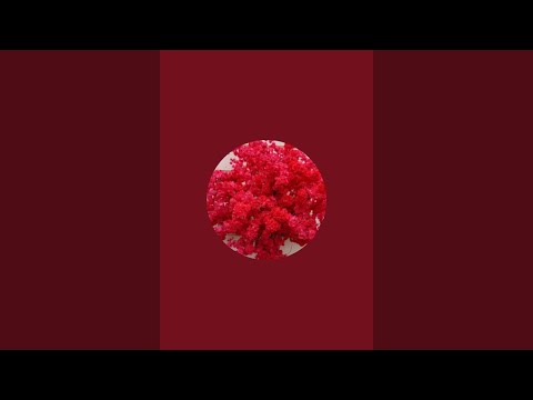Видео: Таанышуу в прямом эфире!