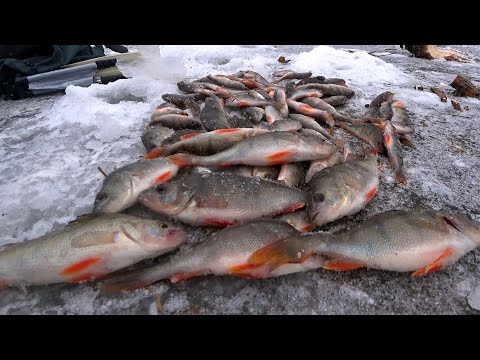 Видео: Ловля на БАЛДУ .Сел под КОРЯЖКУ и понеслось .Вот это клёв.