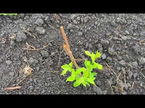 Видео: Приживаемость сливы после обрезки. 08.07.2025.