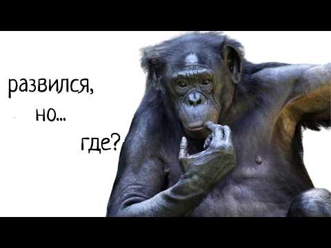 Видео: Сколько в наших мозгах обезьяньих черт?