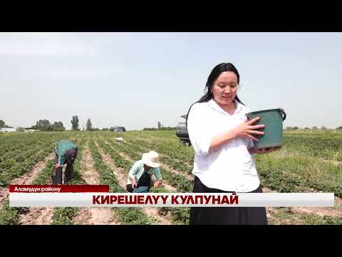 Видео: КИРЕШЕЛҮҮ КУЛПУНАЙ