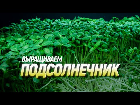 Видео: Микрозелень подсолнечника / Гидро Аэропоника