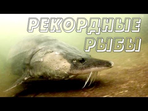 Видео: Рекордные пресноводные рыбы. Все серии подряд