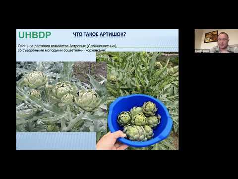 Видео: Артишок.Как его вырастить и как на этом заработать?