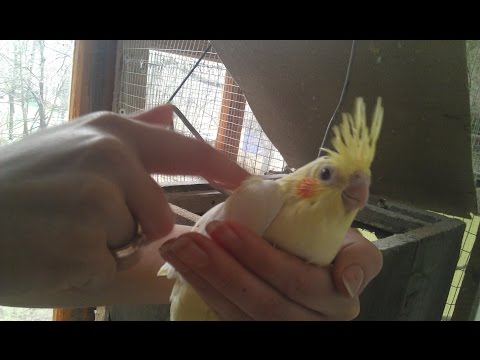 Видео: Дуплянка