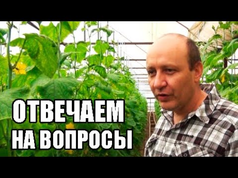 Видео: Отвечаем на вопросы - удобрение для огурцов.