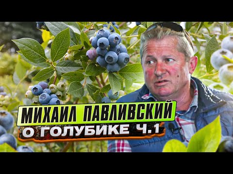 Видео: Михаил Павливский | Выращивание голубики | Проблемы выращивания и секреты от профессионала. Ч.1