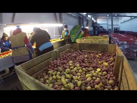 Видео: Линия по мойке и упаковке овощей