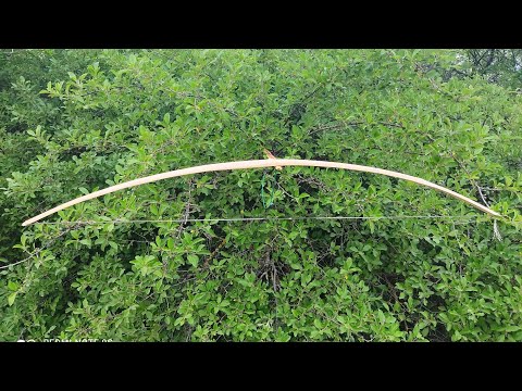 Видео: Лук  из бузины