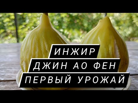 Видео: Инжир Джин Ао Фен