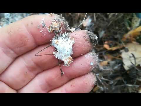 Видео: Источник безплатной Микоризы или Супер Биогумус 🤔