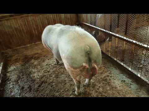 Видео: ‼️## День сурка, делаем комбикорм свиноматкам на время лактации ##‼️