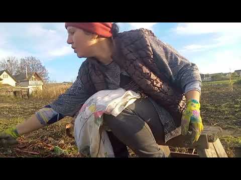 Видео: Дівчата на городі. Для чого мені стільки буряків?